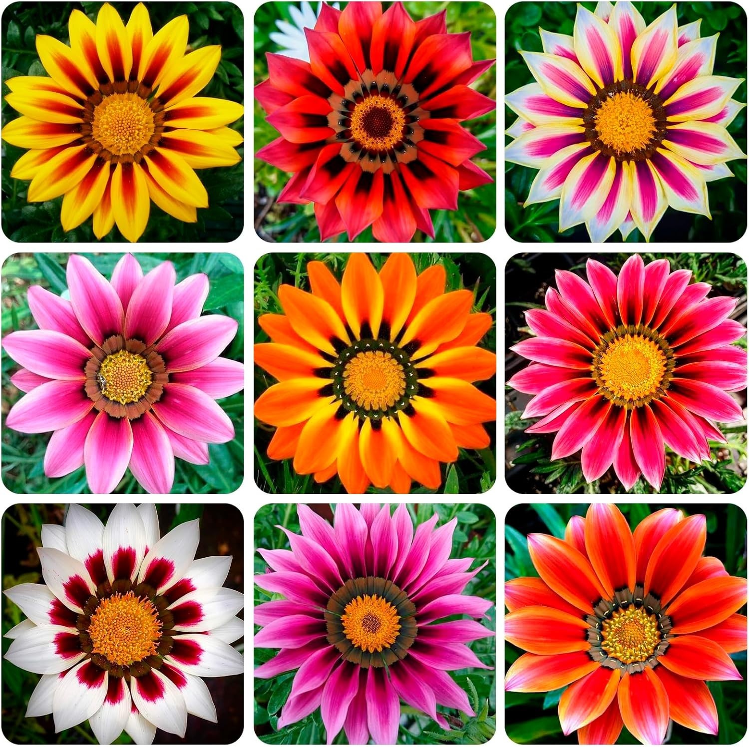 Gazania Splendens Ground Cover Seeds – 100 Count for Colorful Outdoor Displays