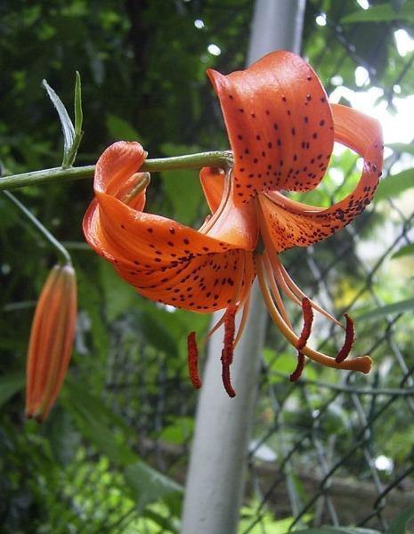Lilium davidii | Turk’s Cap Lily | David’s Lily | 5 Seeds