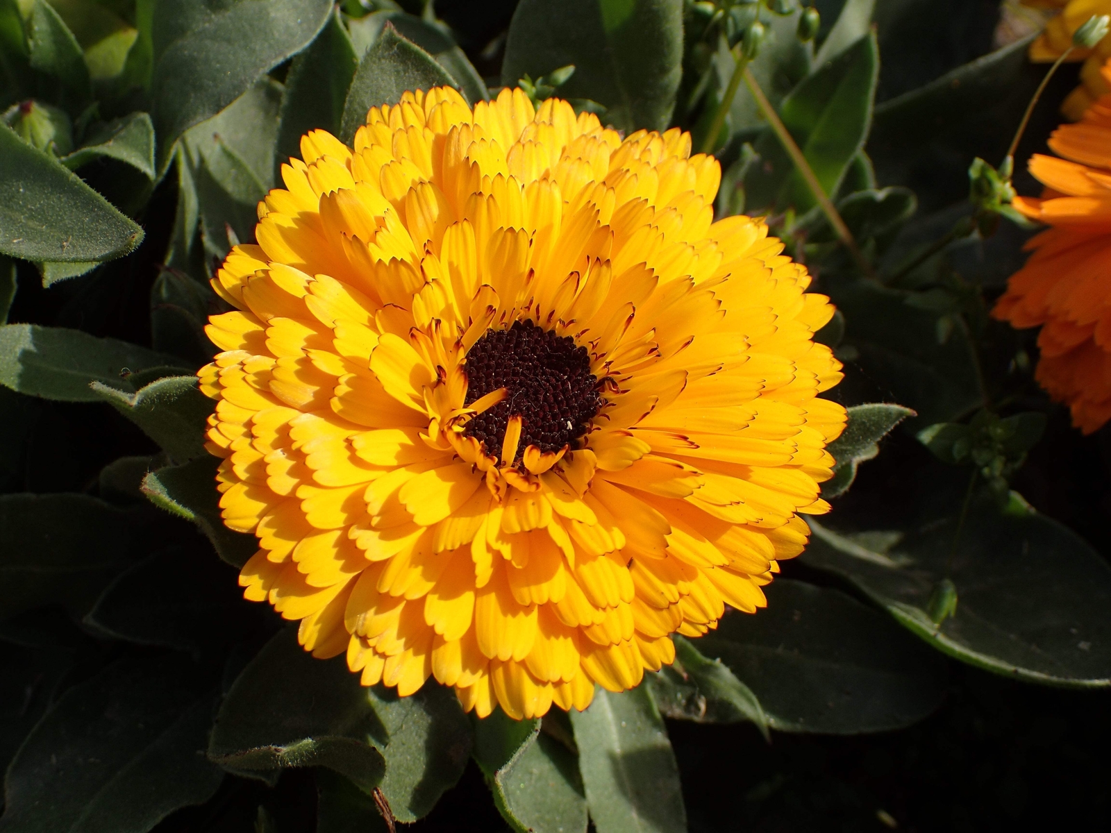 500 PACIFIC Beauty YELLOW MARIGOLD Calendula Officinalis Flower Seeds