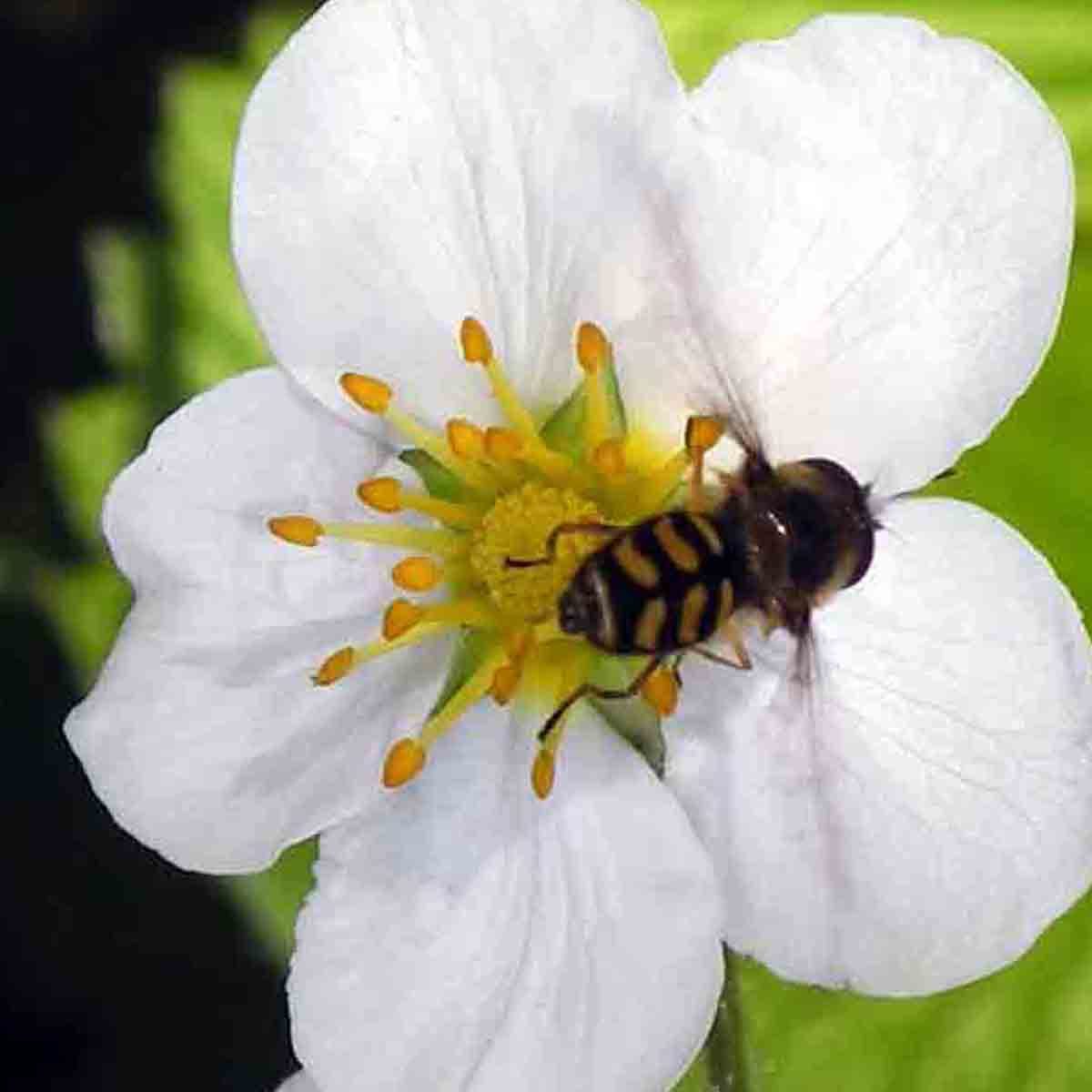 WHITE WONDER STRAWBERRY 100 SEEDS AUTUMN PERENNIAL HEIRLOOM NON-GMO FRUIT USA