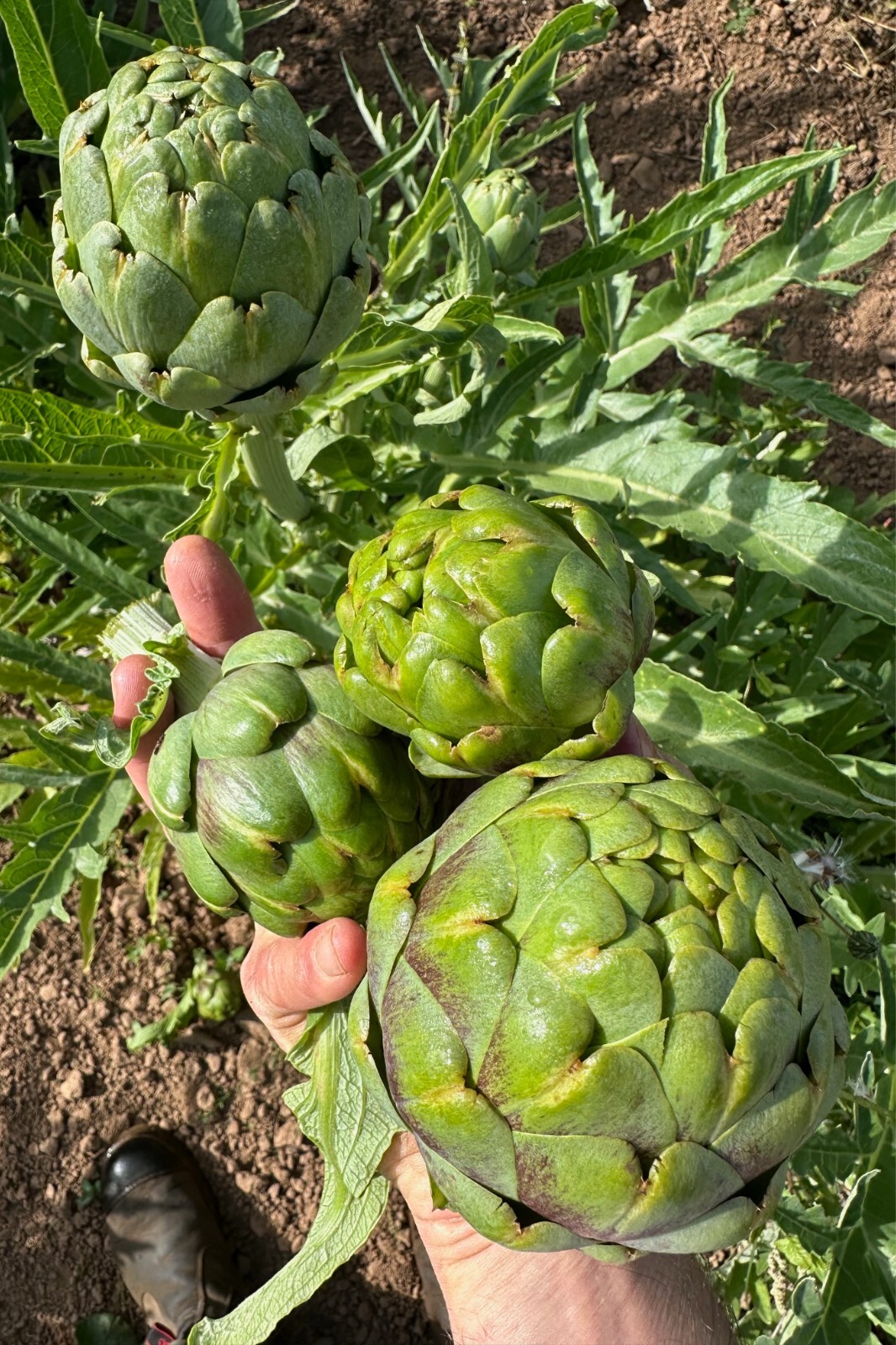 Green Globe Artichoke Seeds