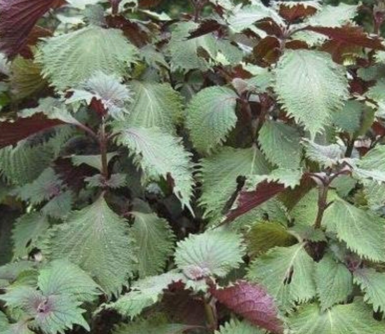 400 Shiso Seeds,Tía Tô, NON-GMO, Variety Sizes