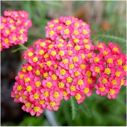 Red Yarrow Seeds For Planting (Achillea millefolium rubra)