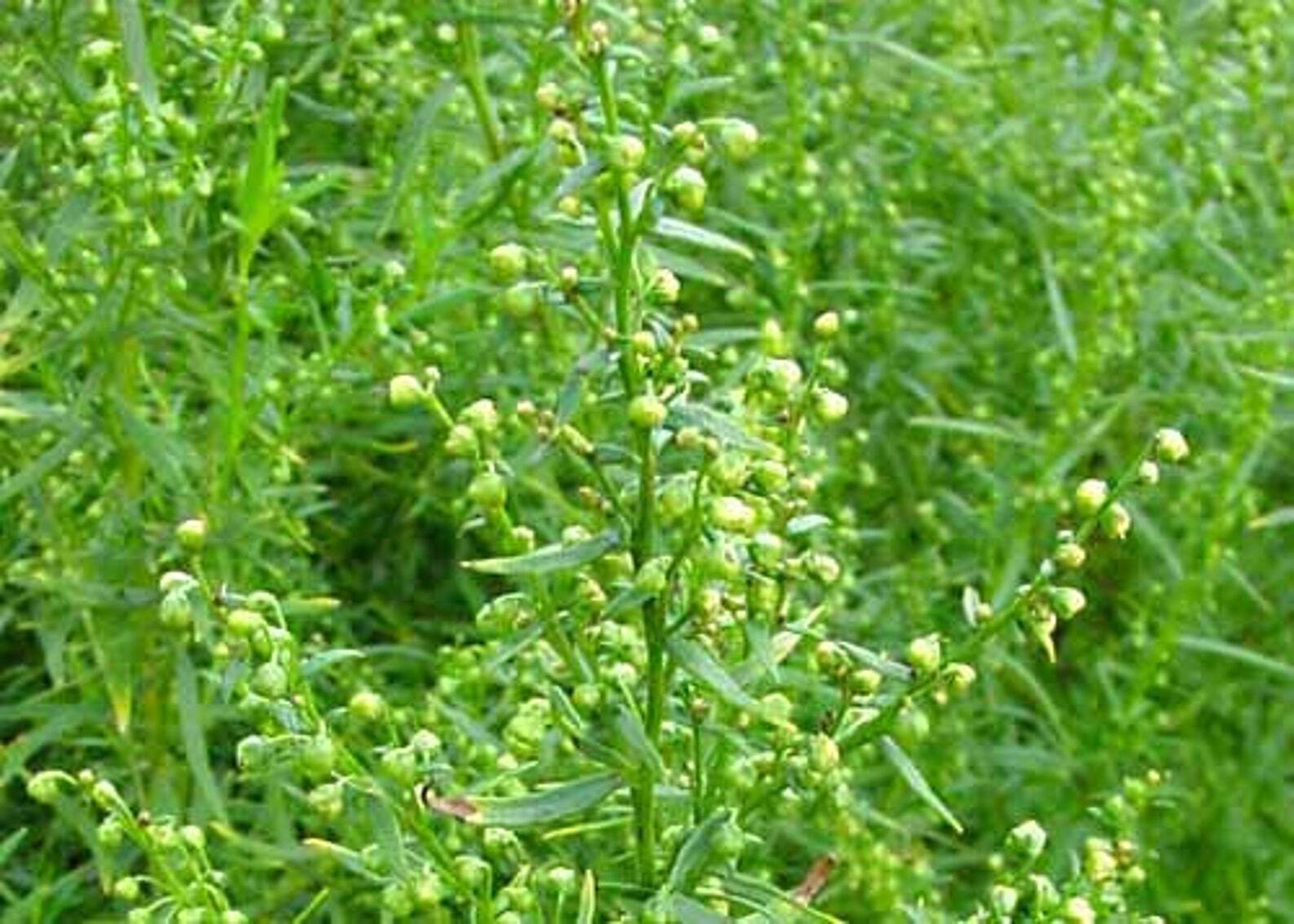 Russian Tarragon Seeds 300+ HERB Garden Perennial Heirloom USA FREE SHIPPING