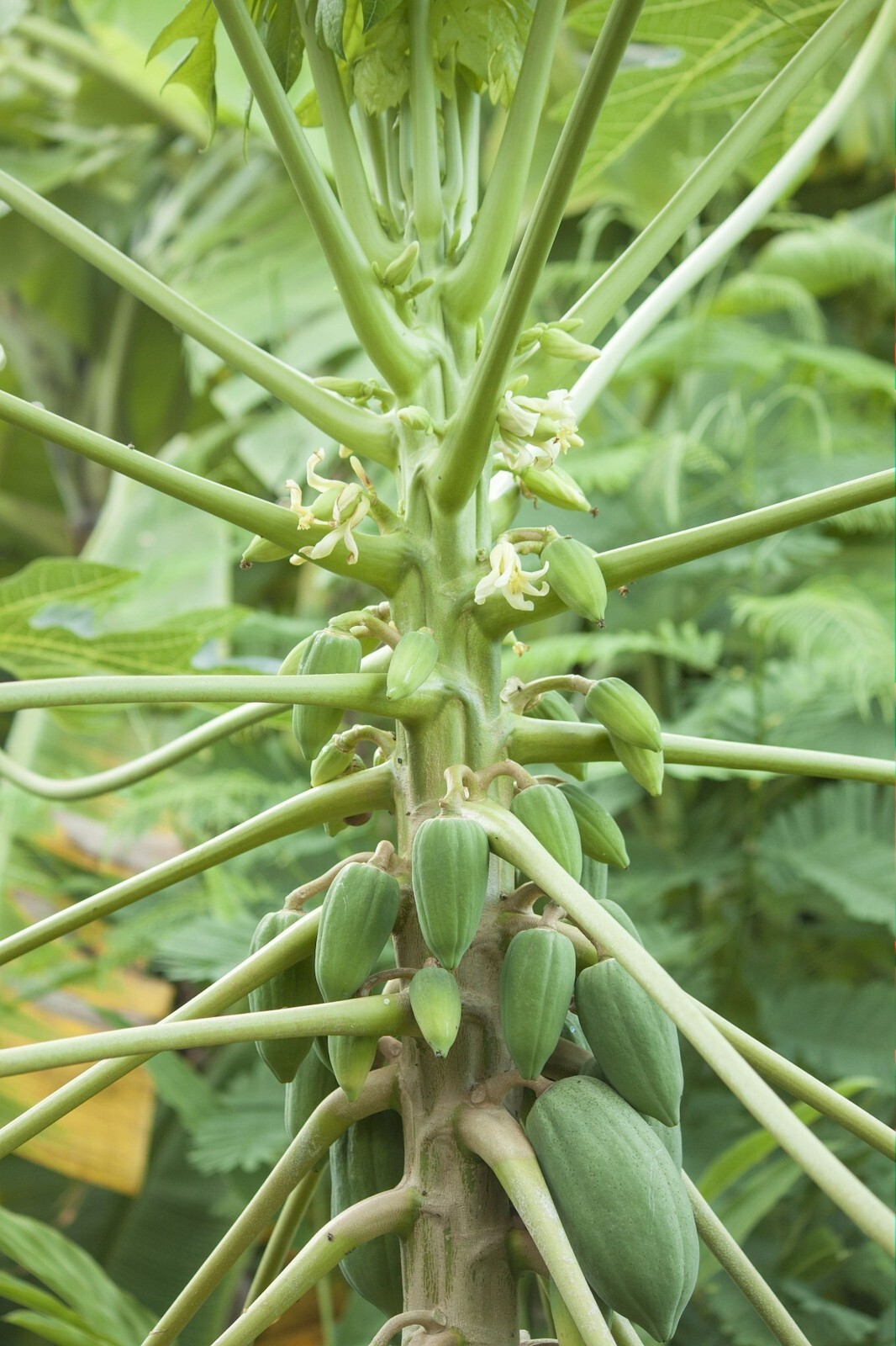Papaya Tree 20 Heirloom Seeds -Carica Papaya – Perfect for Container Gardening