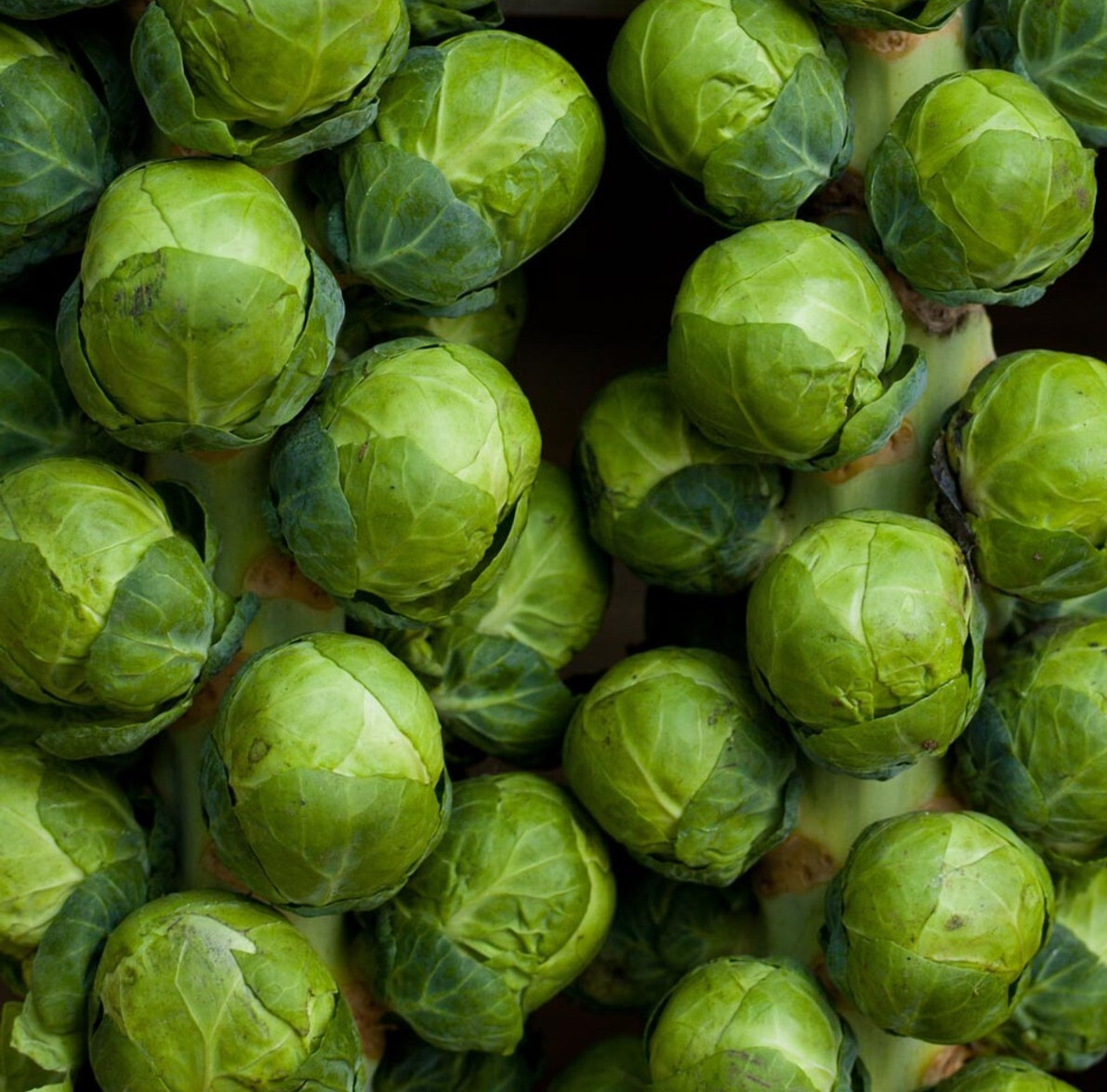 CATSKILL BRUSSEL SPROUTS SEEDS 300+ BRASSICA vegetable GARDEN FREE SHIPPING