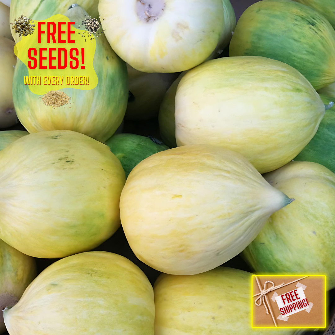 Fresh Delicious Crenshaw Melon Seeds | White| Heirloom Non-GMO | Fruit Seeds