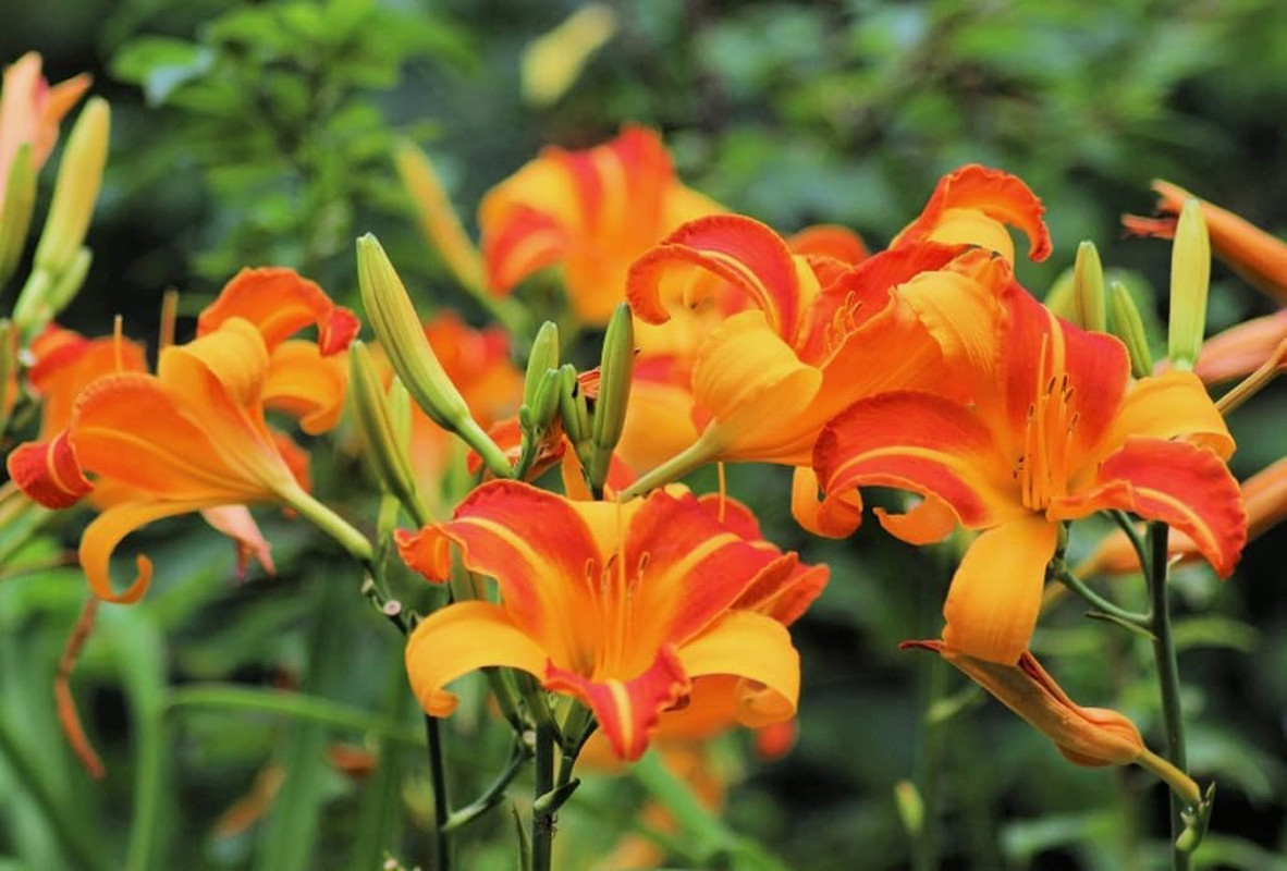 50PCS Daylily Hemerocallis Seeds Mixed Color Day Lily Fine Flower Seeds Heirloom