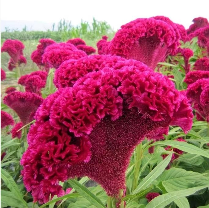 63+ CELOSIA Cristata SEED