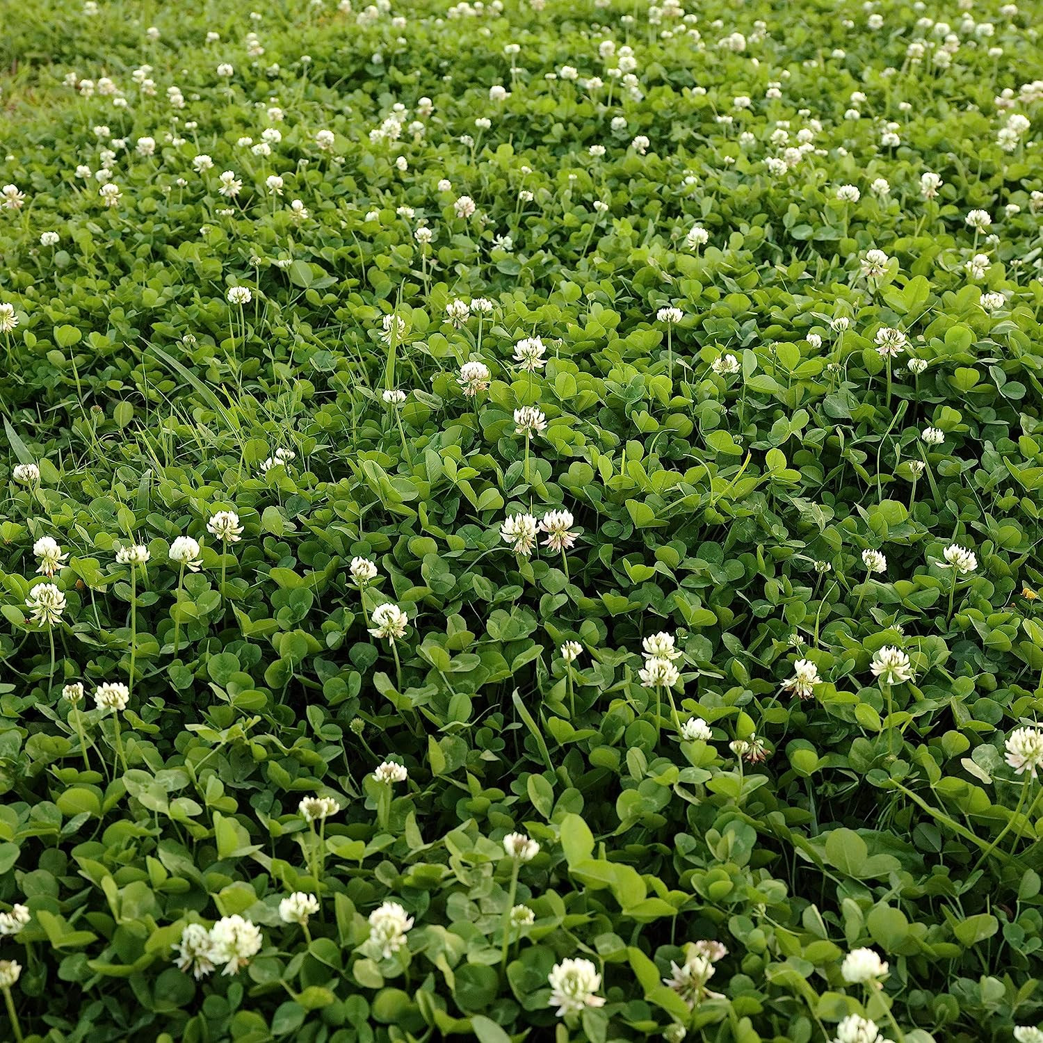 5lb Perennial White Dutch Clover Seed for Erosion Control, Ground Cover, Pasture