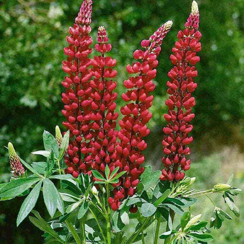 Lupinus polyphyllus | My Castle | Scarlet Red | 10 Seeds
