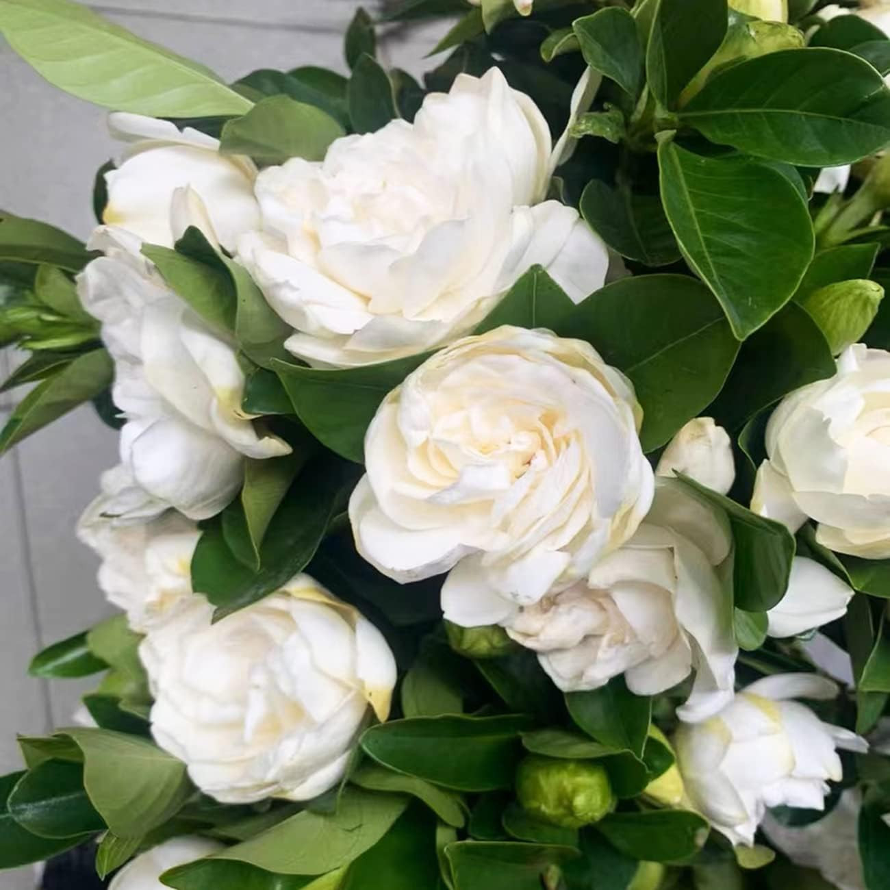300+ Gardenia Seeds Cape Jasmine Flower Seed for Home Garden Planting