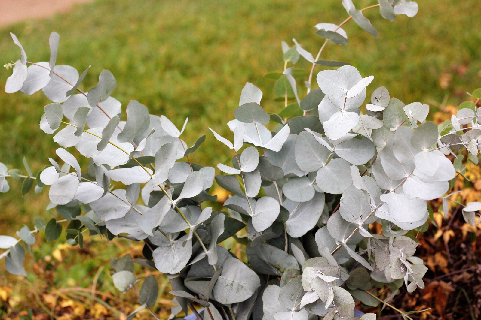 20 SILVER DROP EUCALYPTUS Gunnii Cider Gum Silver Blue Foliage Florist Tree Seed