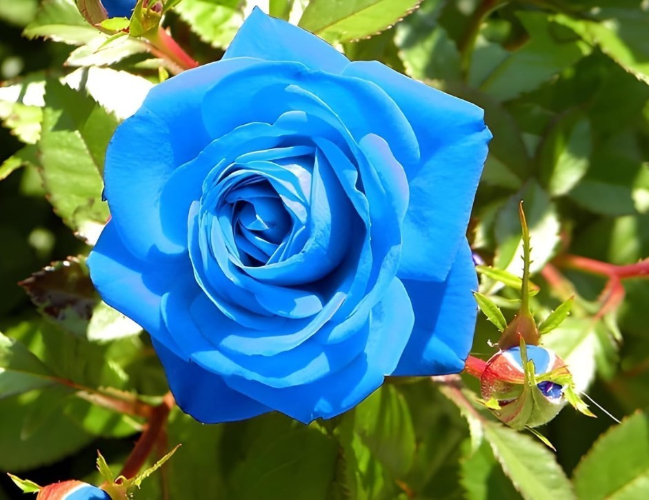 Blue Climbing Rose Bush Seeds – Pack 30 Seeds – Rose Flower Gardening