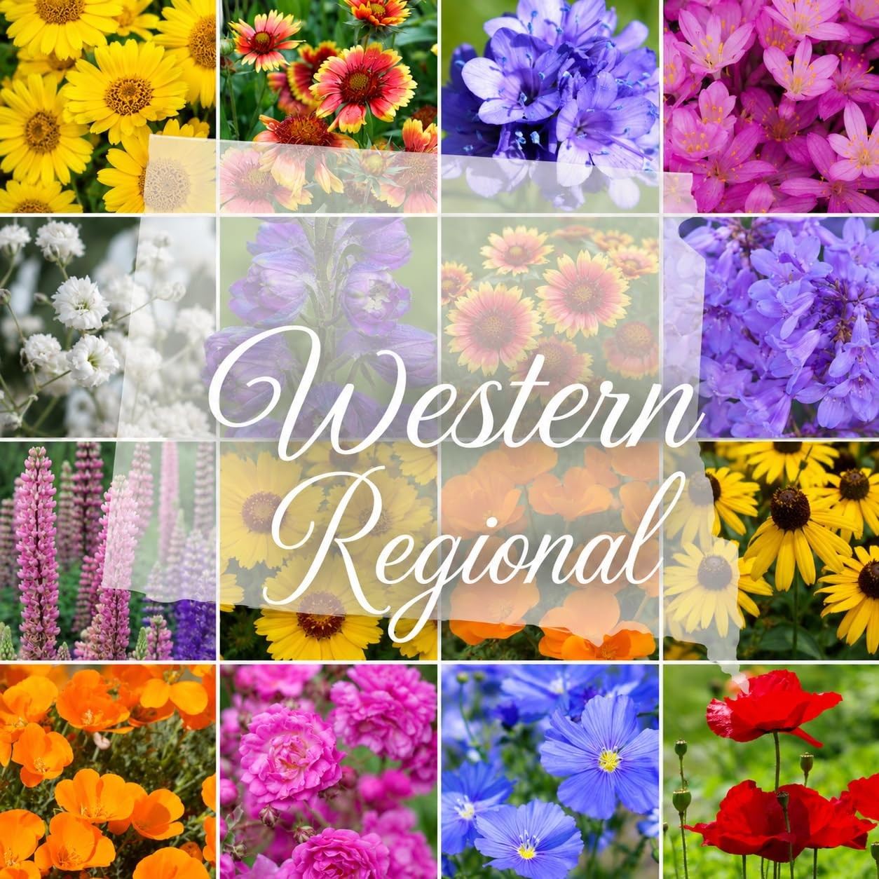 Western Wildflower Seed Mix – 16 Annual & Perennial Species, 1/4lb Covers Up …