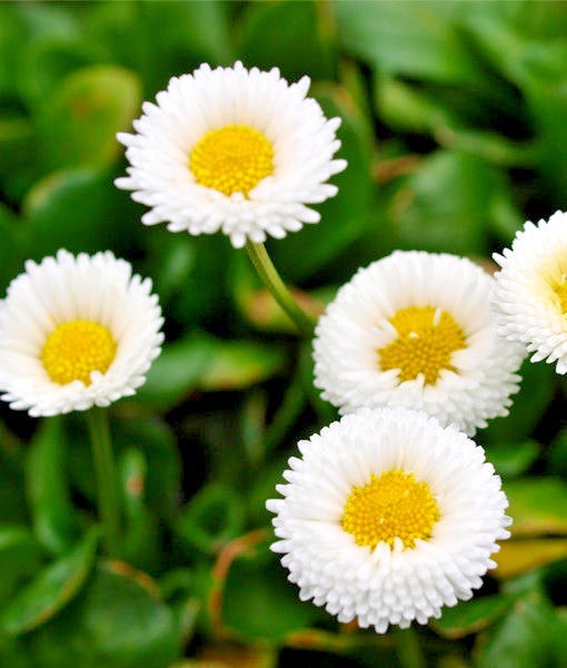 400+ENGLISH DAISY MIX Flower Seeds European Wildflower Early Blooms Groundcover