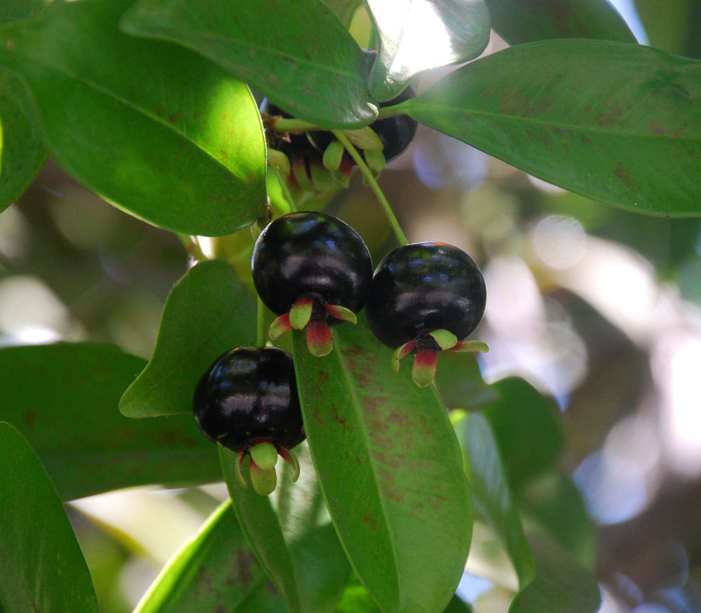 ~GRUMICHAMA~ Eugenia braziliensis FRUIT TREE Brazilian Cherry sml starter Plant