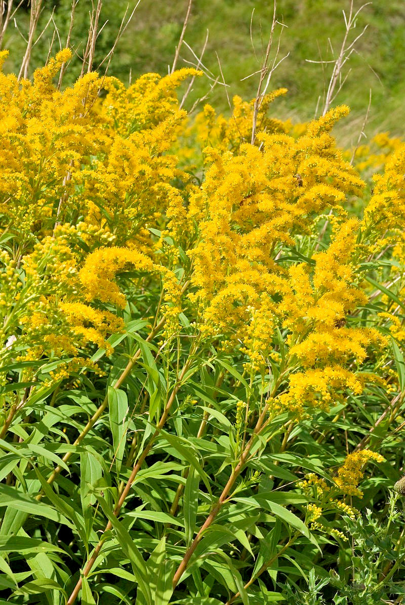 Canadian goldenrod 1000 seeds, solidago canadensis, large flowers, bulk seeds.