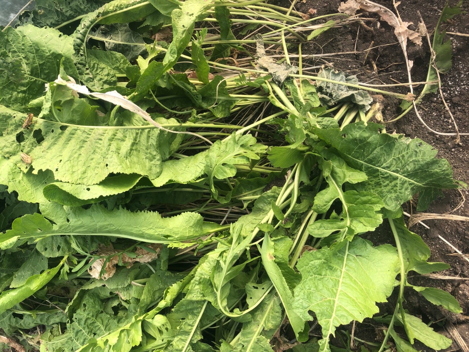 HORSERADISH ROOTS / STARTS (Common), ORGANIC: 6 ea. pre-sprouted