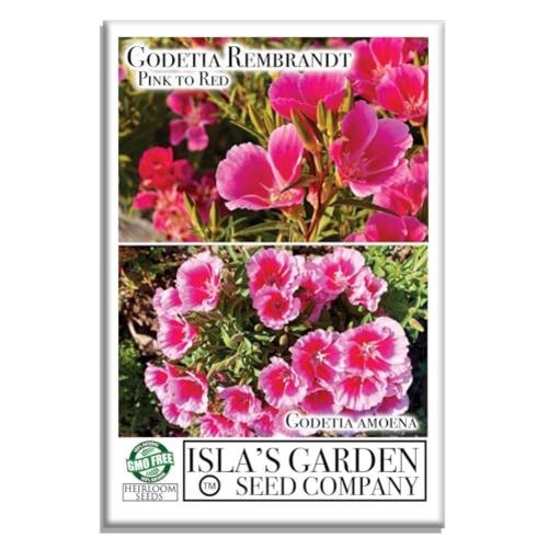 Pink to Red Godetia Rembrandt Flower Seeds (Clarkia Amoena) – 1500+ Non-GMO