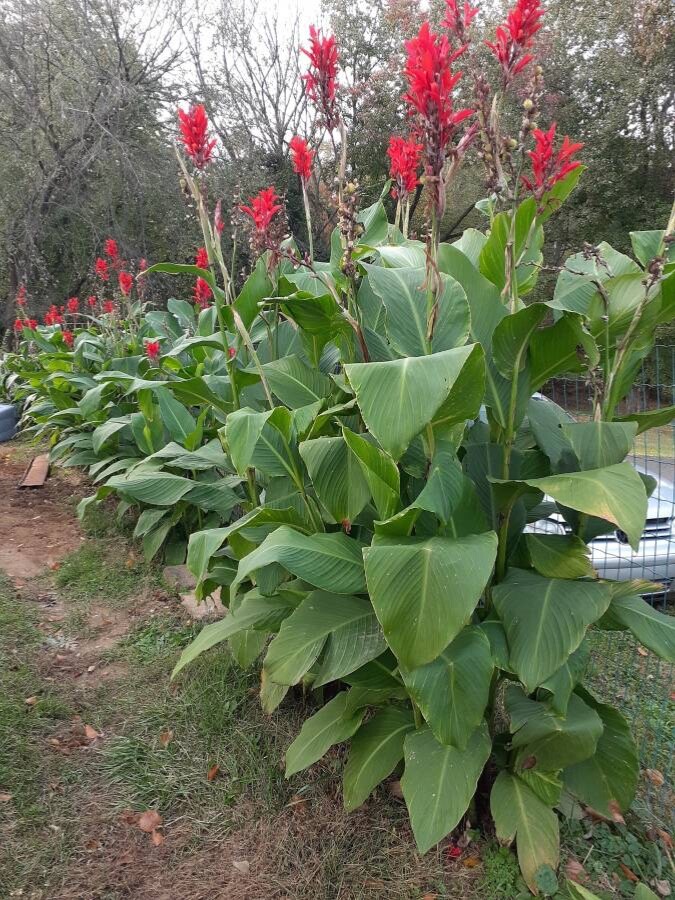 Canna Bulbs Red Jumbo Plants Tall Plants Lot Of(5)Green Leaf Lily Rhizomes