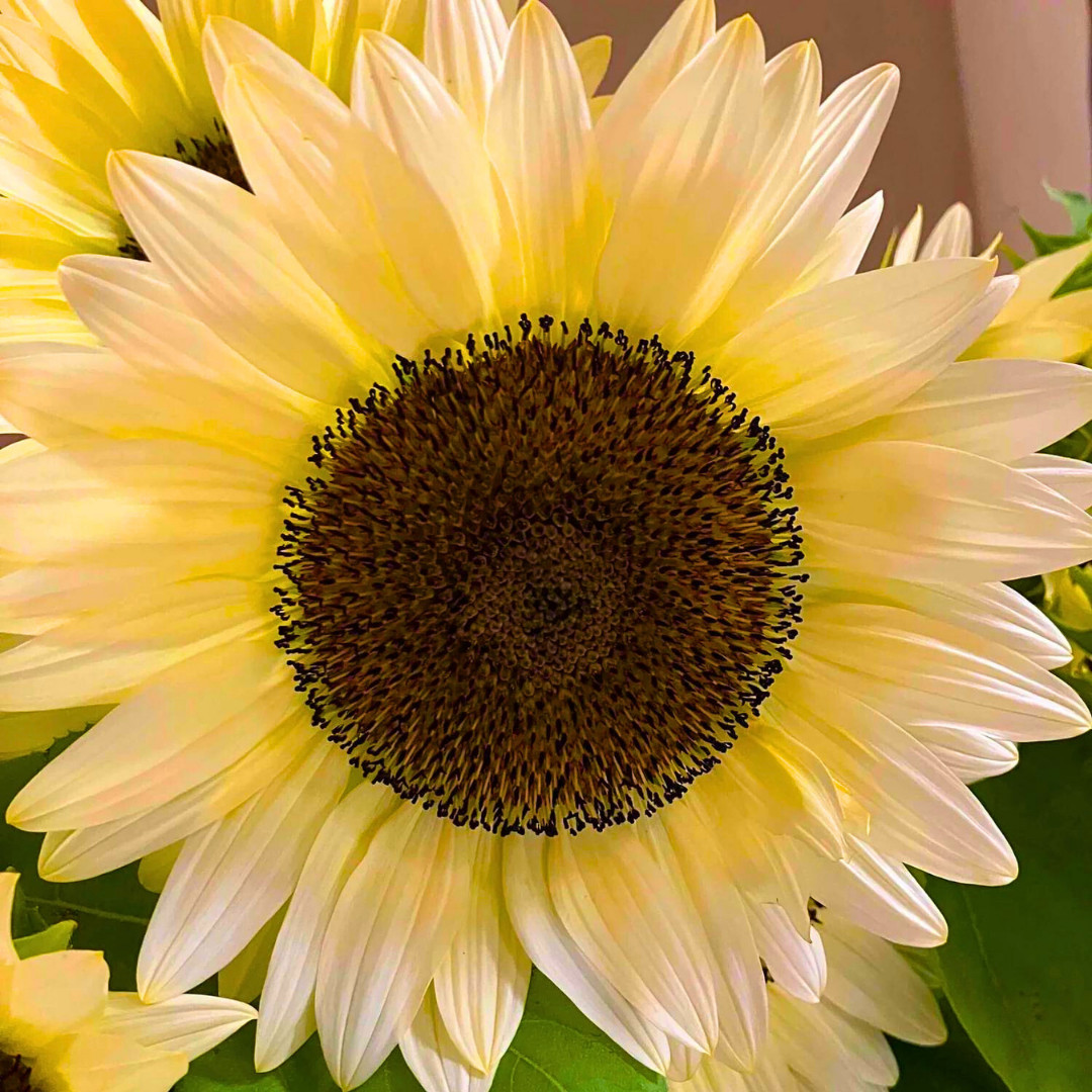 Premium Pro-Cut White Nite Sunflower Seeds | Heirloom Non-GMO | Flower Seeds