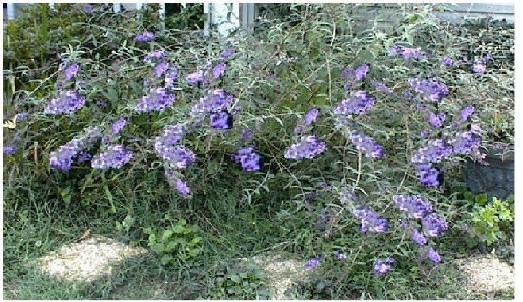 500 + Seeds OF Lilac LAVENDER Butterfly Budhelia Bushes Perennial USA Seller