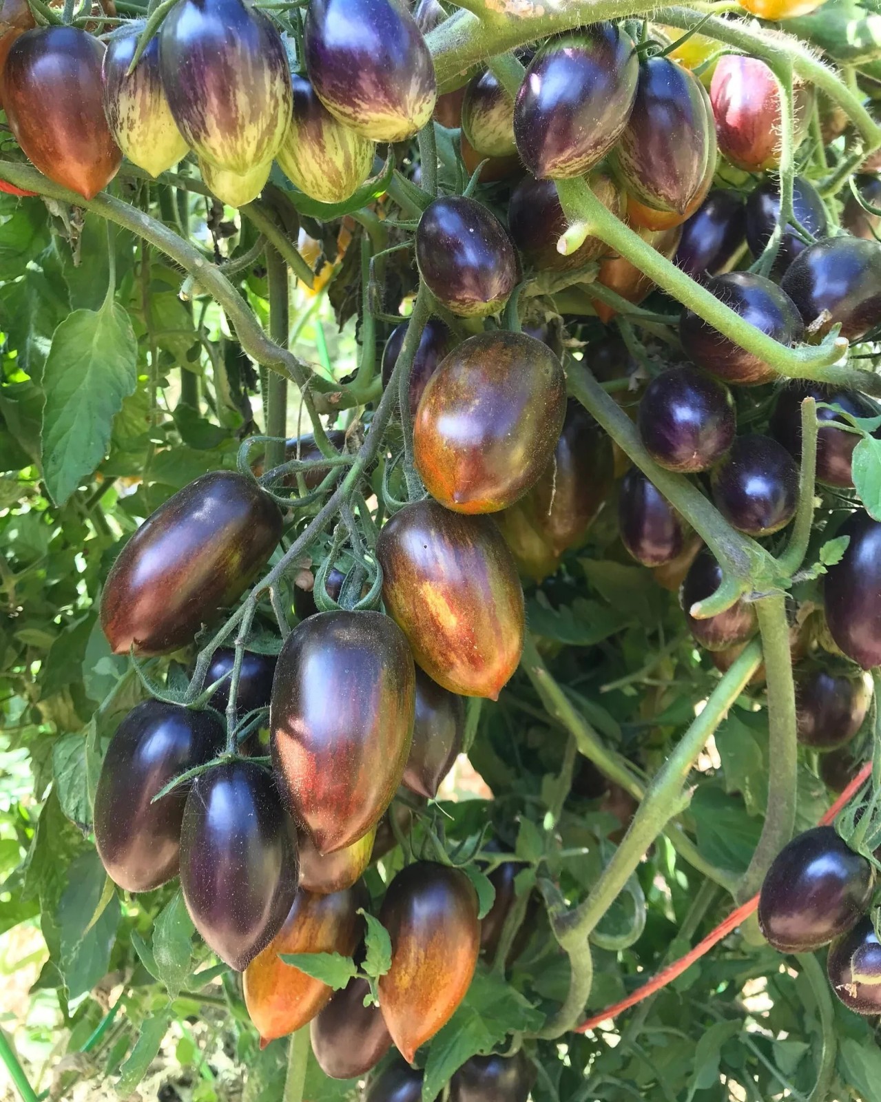 Tomato Brad’s Atomic Grape 25 – 200 – 1000 Seeds Vibrant colors NON-GMO
