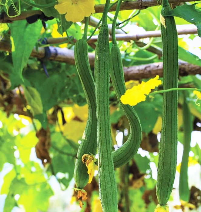 Extra Long Luffa Gourd Seeds | USA Asian Chinese Okra Loofah Bitter Melon 2023