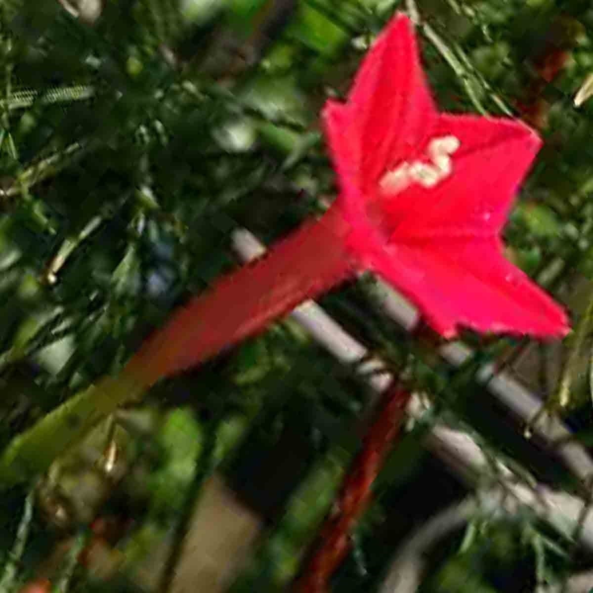 50+ CARDINAL CLIMBER SEEDS HUMMINGBIRD VINE RARE BEES FLOWER BLOOMS TRELLIS USA