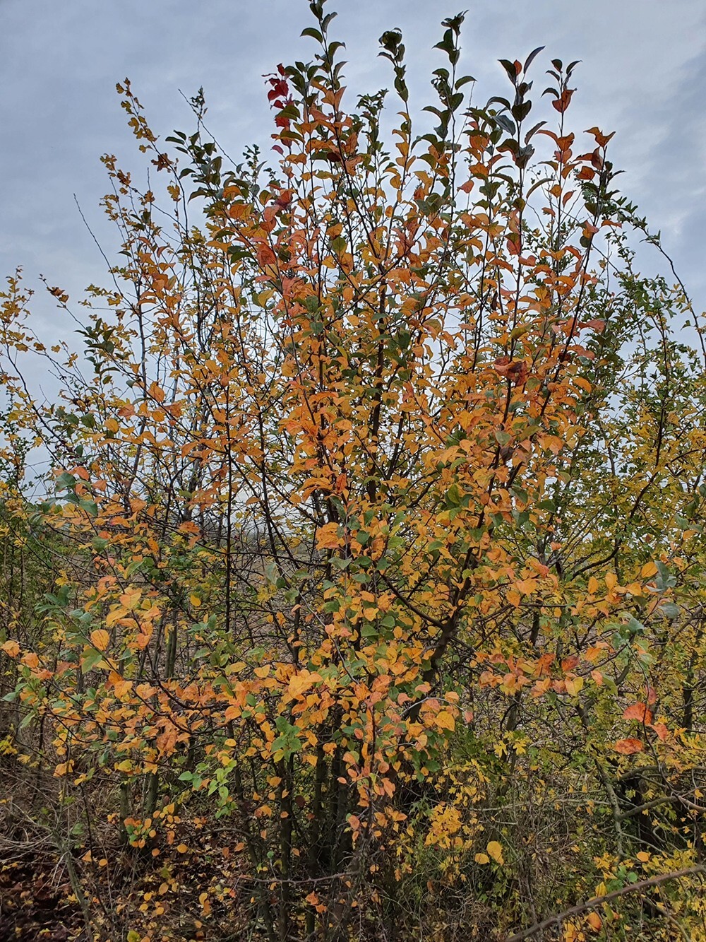 French Wild Apple Tree | Premium Seeds | Malus sylvestris ‘Spring’ | Plants’®