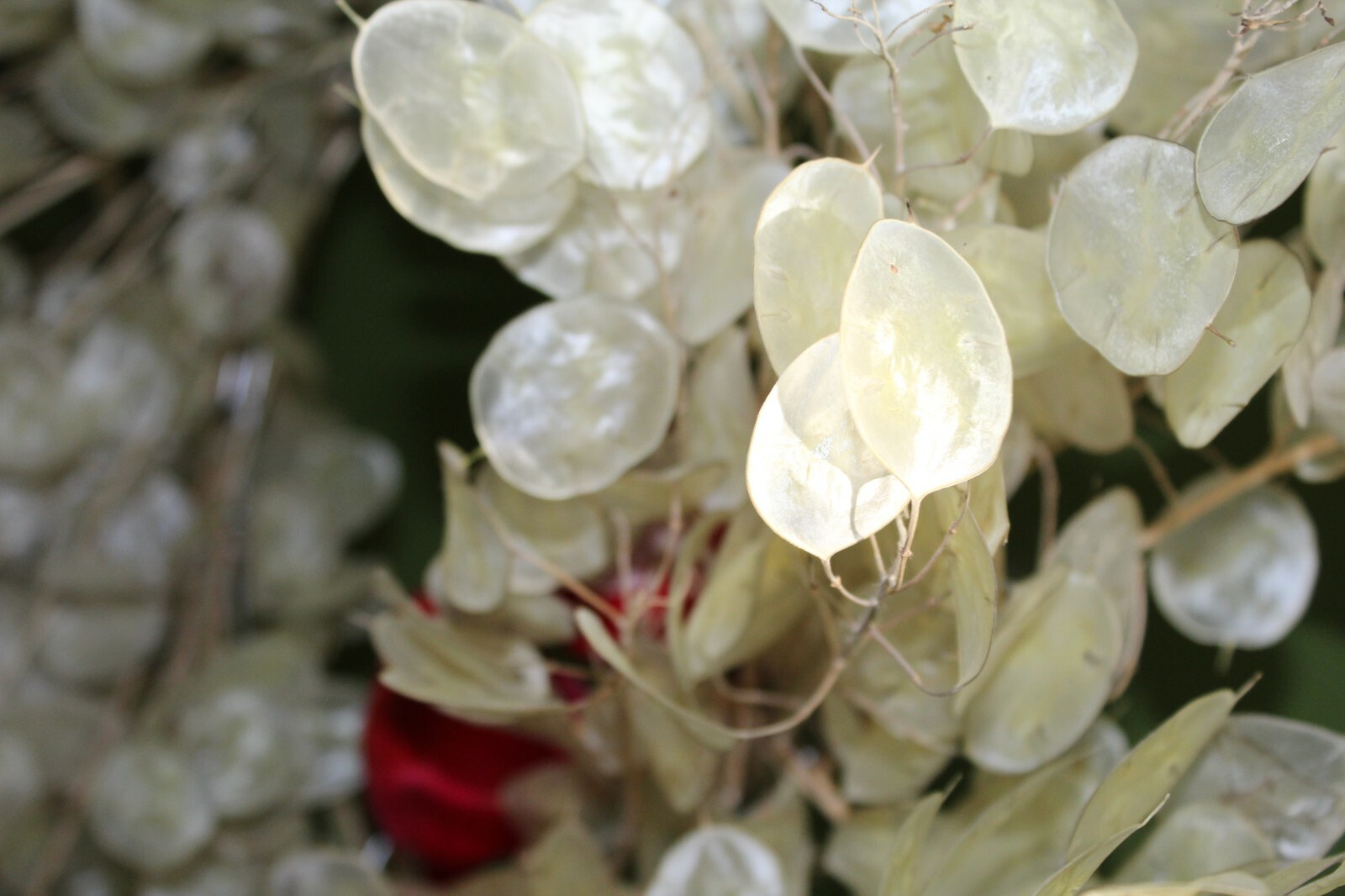Silver Dollar 50+ SEEDS (Lunaria annua) 2023 CROP – US SELLER