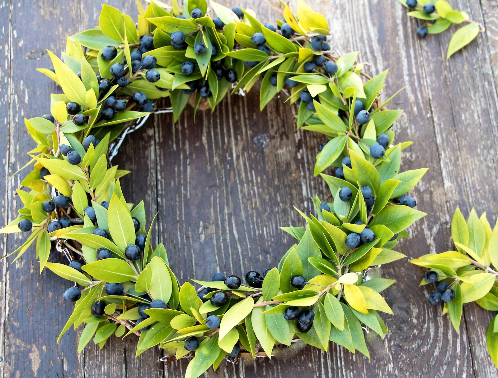 20 TRUE MYRTLE Myrtus Communis White Flower Edible Blue Berry Fruit Shrub Seeds