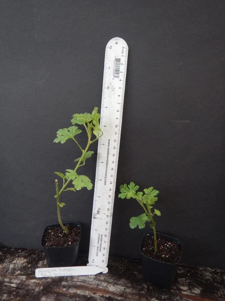 ~~Alyogyne huegelii Blue Hibiscus~~ Live Well Rooted STARTER Plant~~