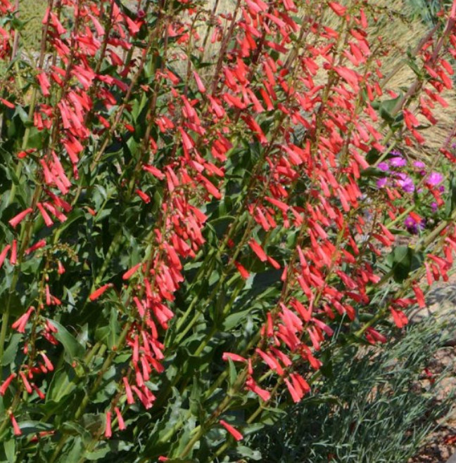 Penstemon EATON’S Red Hummingbird Perennial Beardtongue USA Non-GMO 100 Seeds!