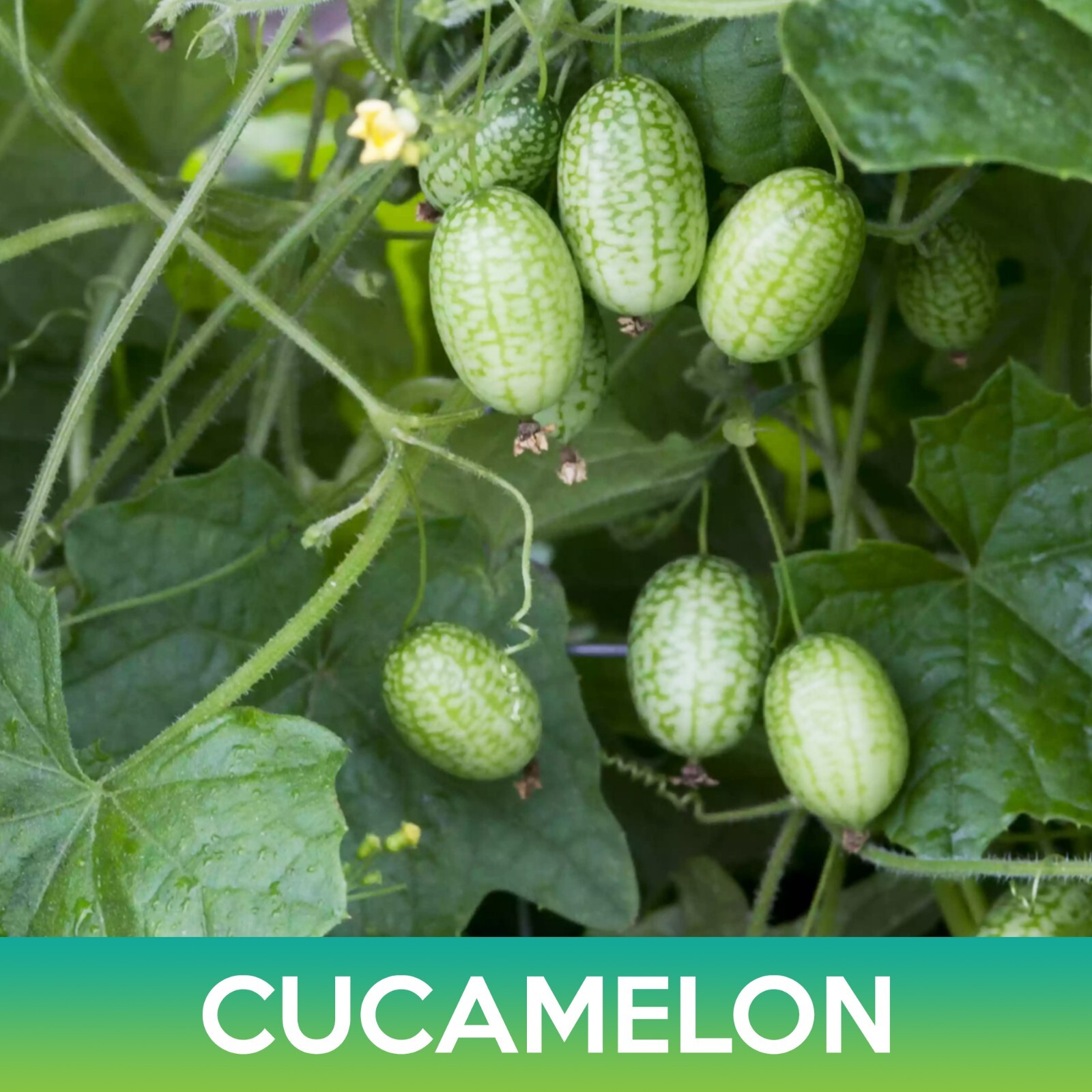 Cucamelon Seeds, Mouse Melon, Mexican Sour Gherkin