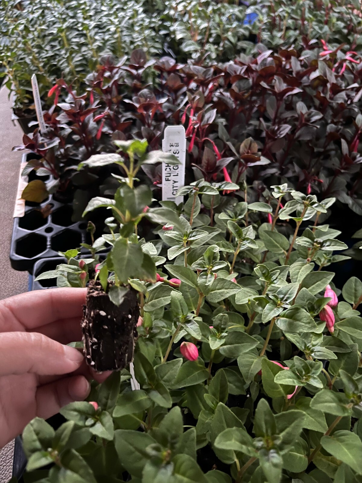 Fuchsia Live Plant, Well-Rooted Plug, Healthy Starter Plants For SALE
