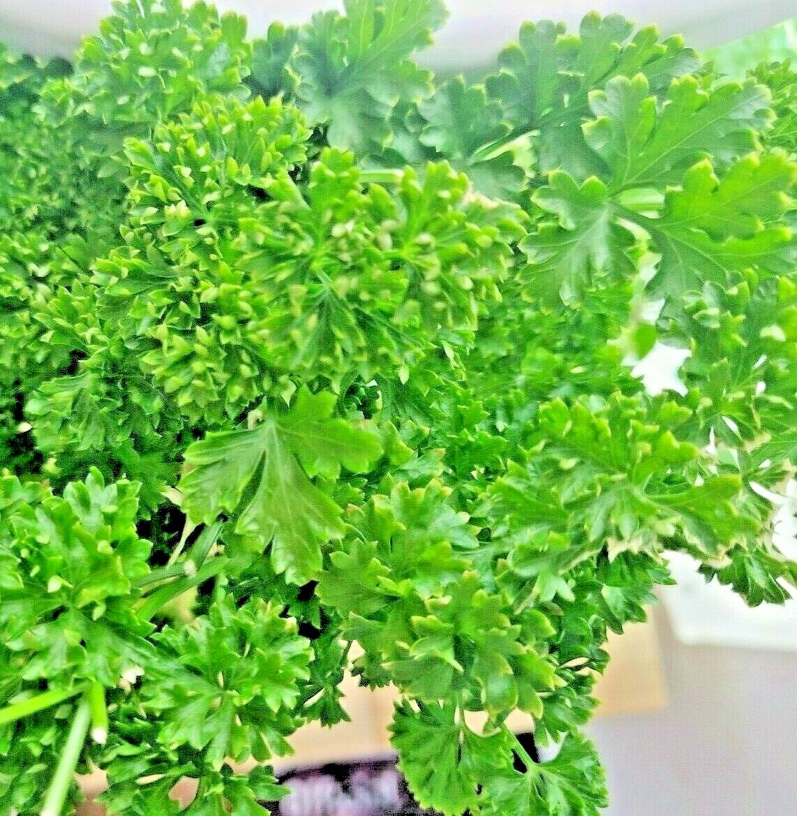 2000+ PARSLEY SPRING SEEDS HERB GARDEN VEGETABLE NON-GMO HEIRLOOM CURLED GREENS