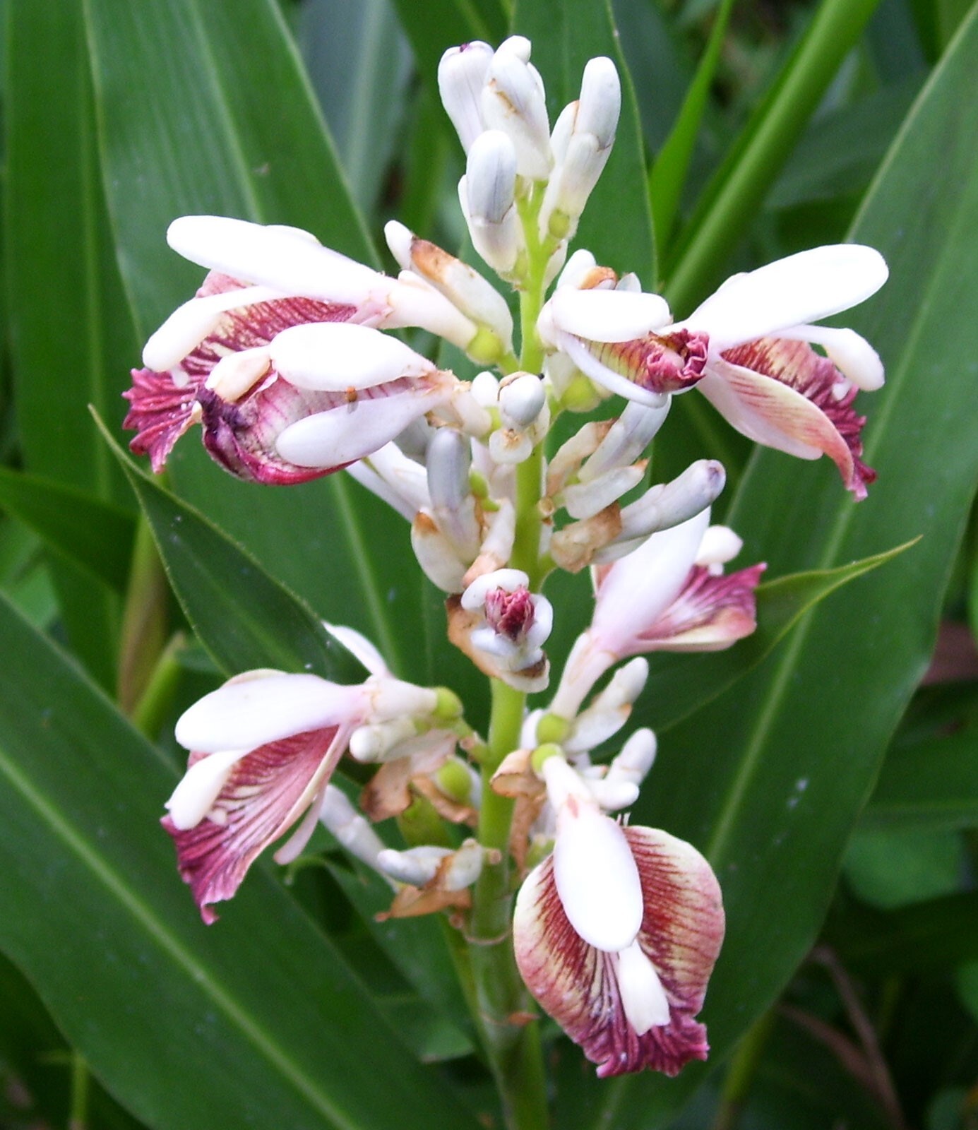Alpinia galanga | Greater Galangal | Siamese Ginger | 5_Seeds