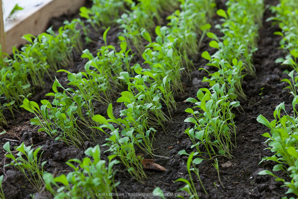 601+ARUGULA ROQUETTE Seeds Organic Spring Fall Garden Patio Containers Fast Easy