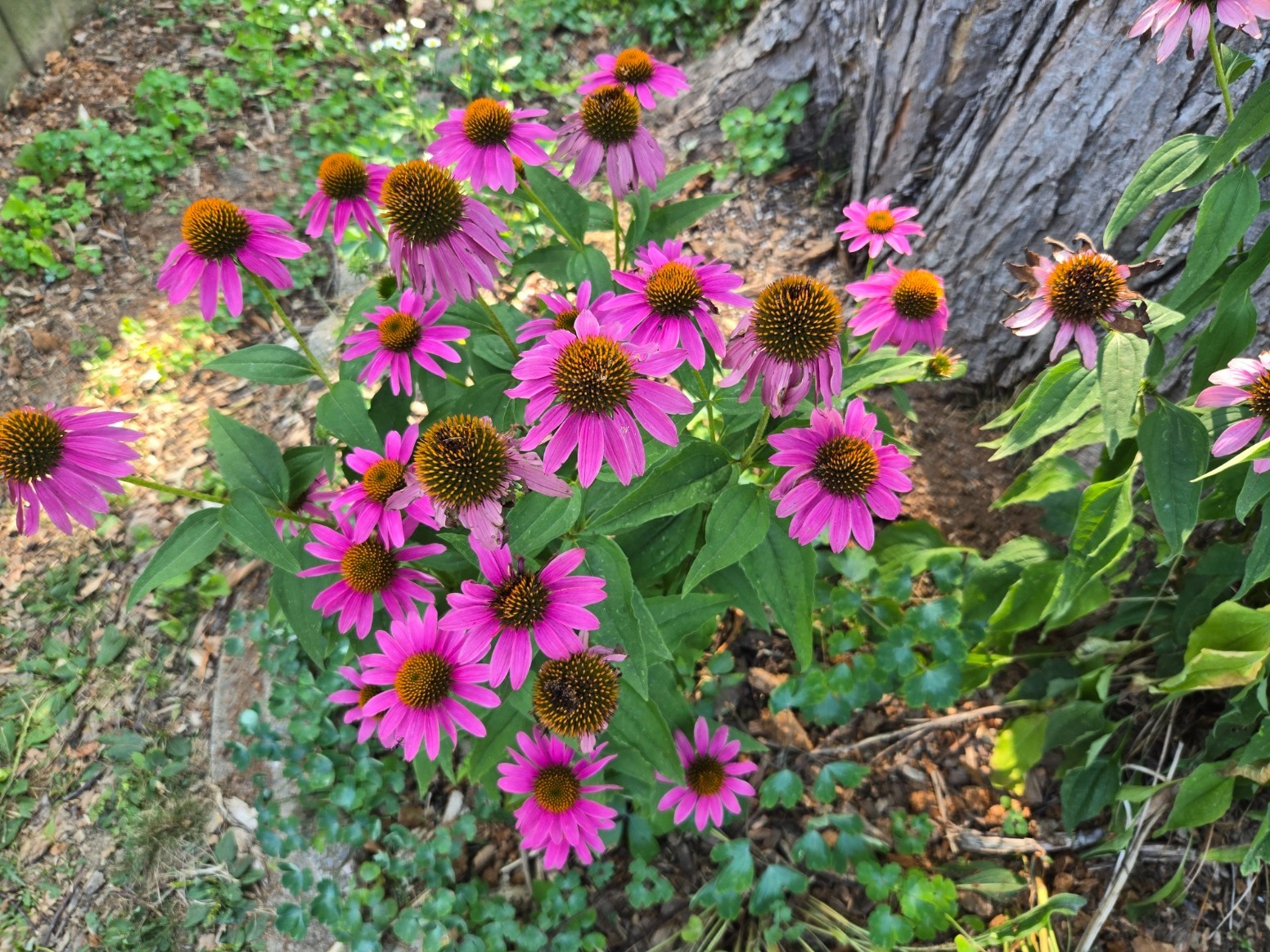 1 gram+ Echinacea Purpurea Seeds/Purple Coneflower/Native Eastern US/Host Plant