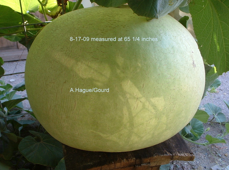 Bushel Basket Gourd, Lagenaria siceraria, Seeds (30-50 lbs)