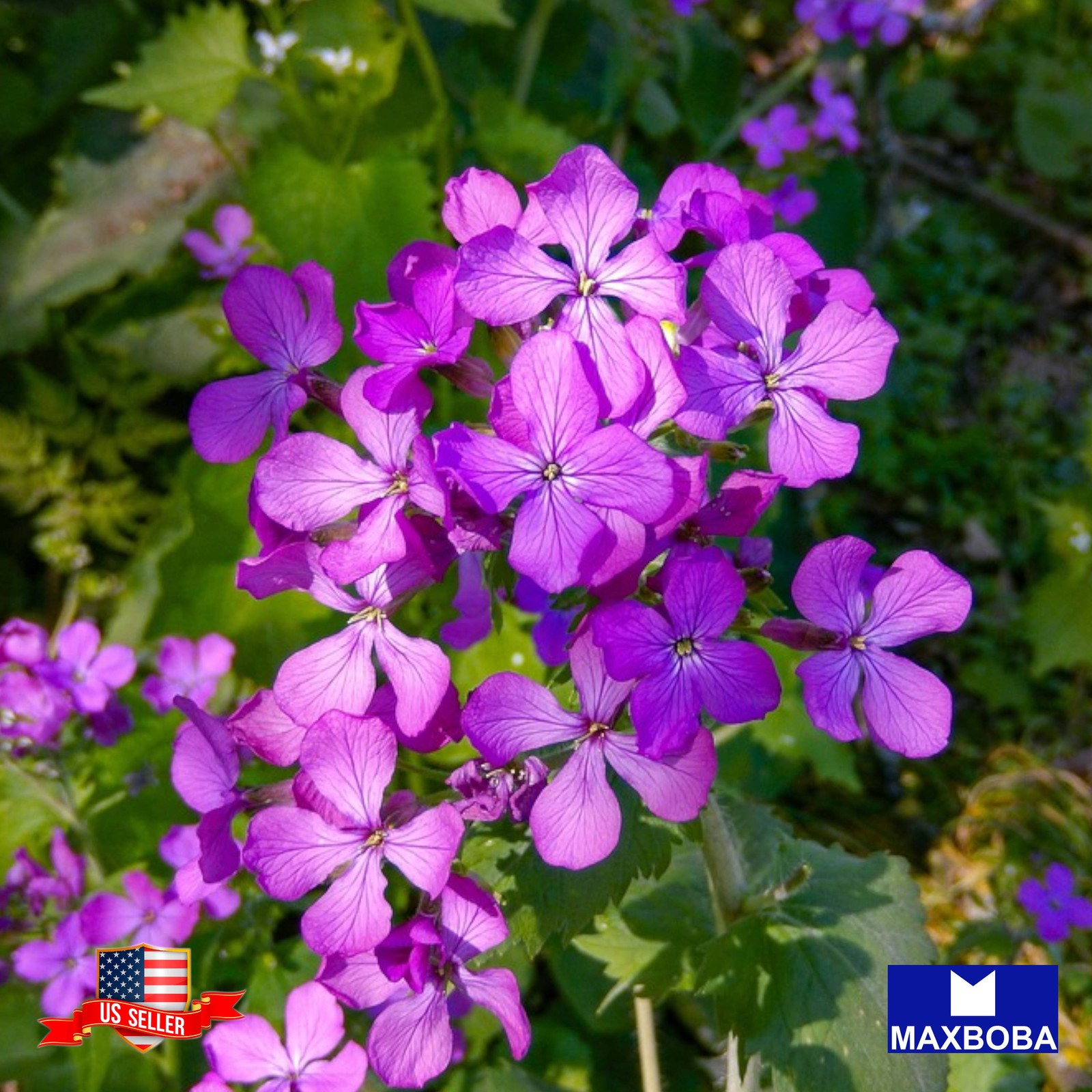 Fresh!!Lunaria biennis Seeds – Money Plant Non-GMO Garden