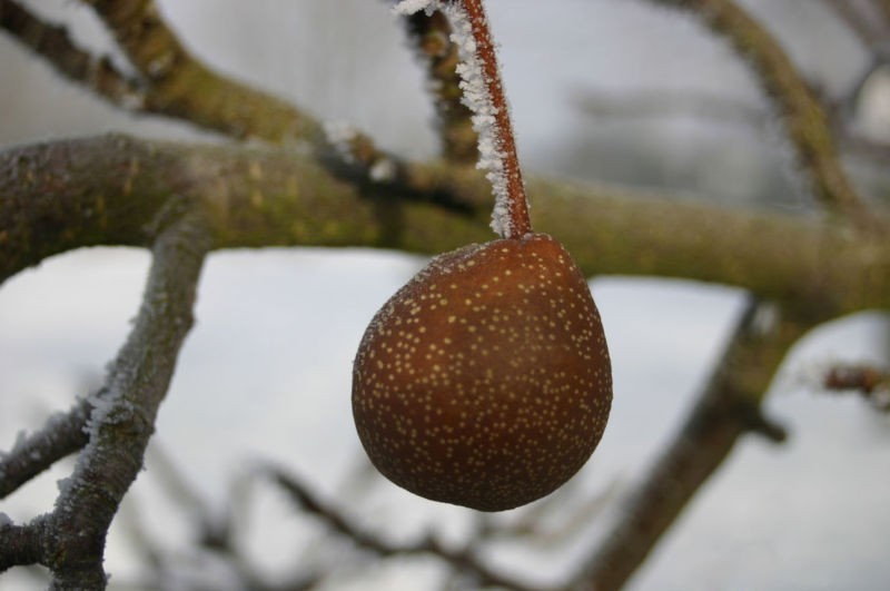 Chinese Pear, (Ussurian Pear), Pyrus ussuriensis