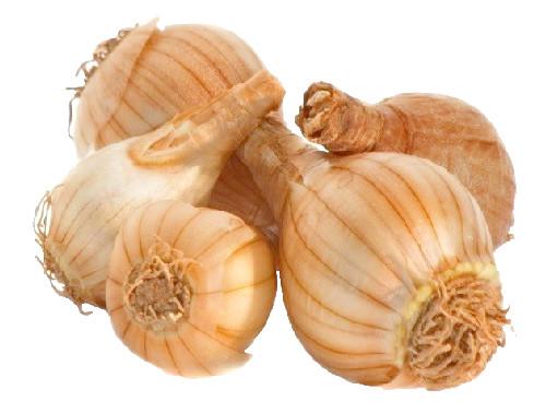 5 Golden Ducat Double Daffodil~ **FALL PLANTING