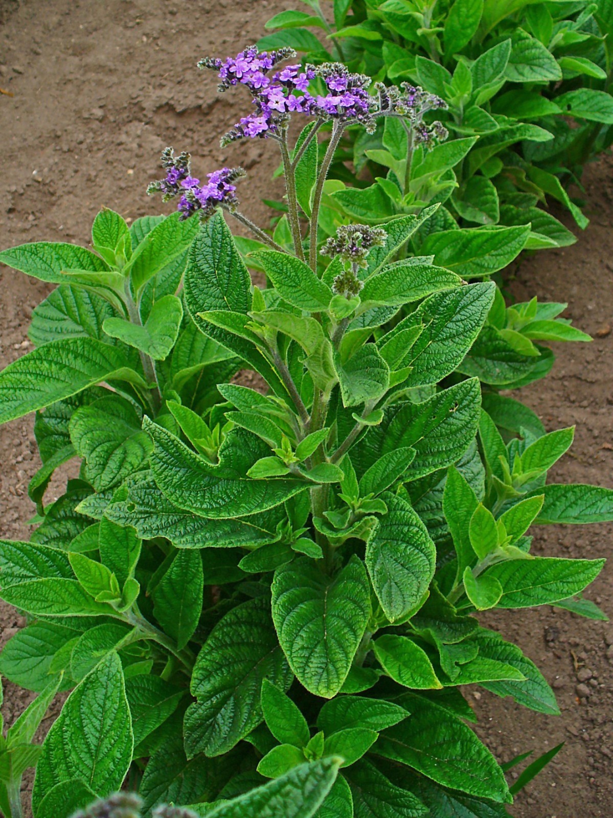 150 Heliotrope Seeds – Heliotropium arborescens – Medicinal and Aromatic