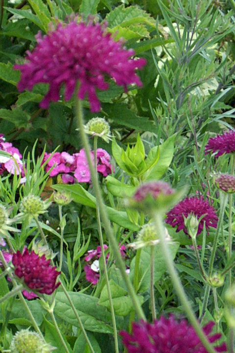 KNAUTIA, MIXED COLORS 100 SEEDS, RED, PINK, LAVENDER, PERENNIAL *EZ TO GROW*