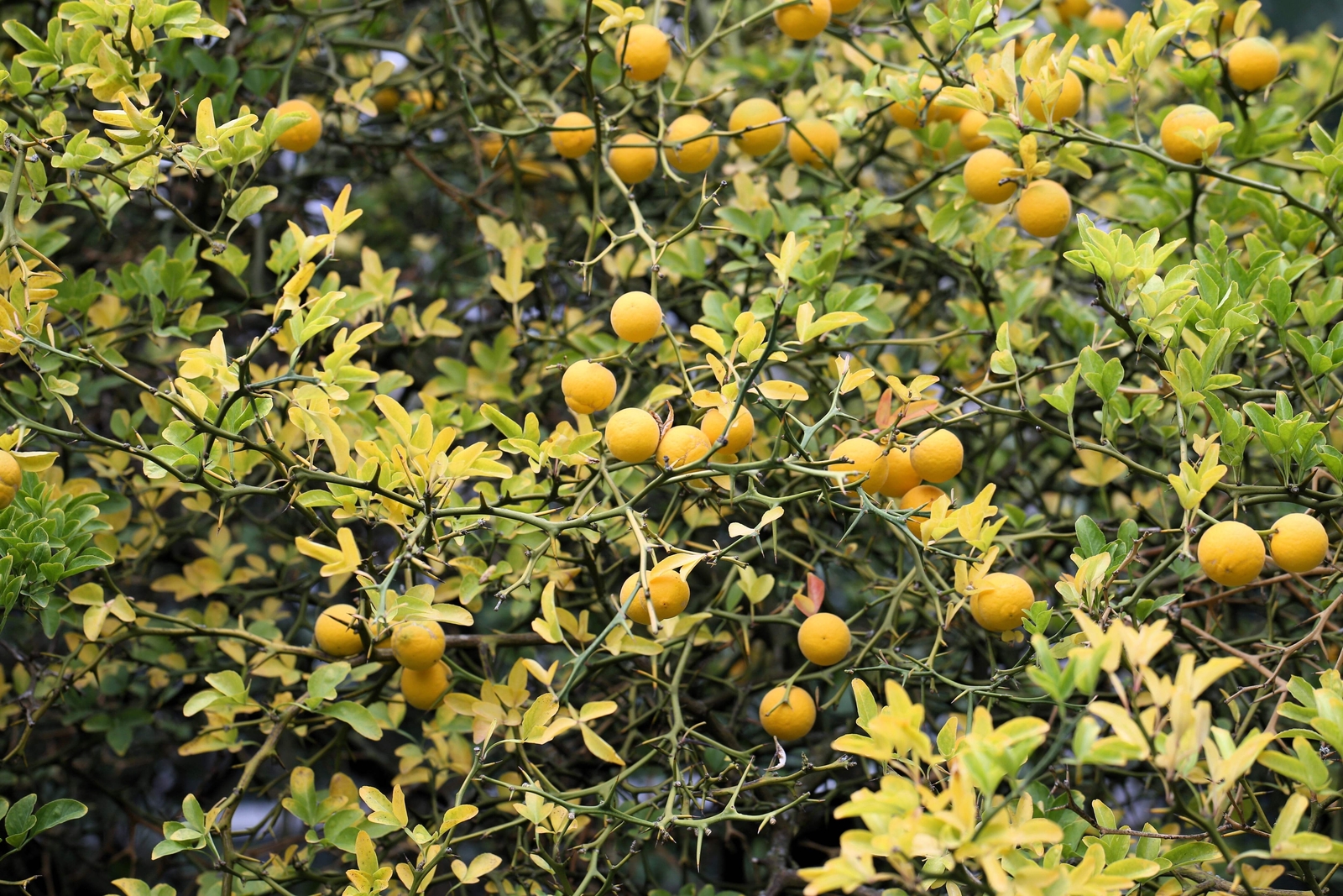 5 HARDY ORANGE TREE Trifoliate Citrus Trifoliata Poncirus Fruit Flower Seeds
