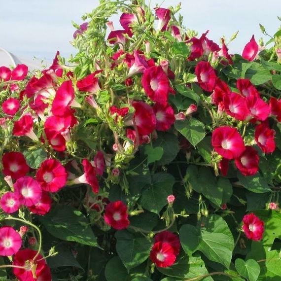 25 SCARLET O’HARA MORNING GLORY SEEDS FRESH HARVEST FOR 2024 GARDENS