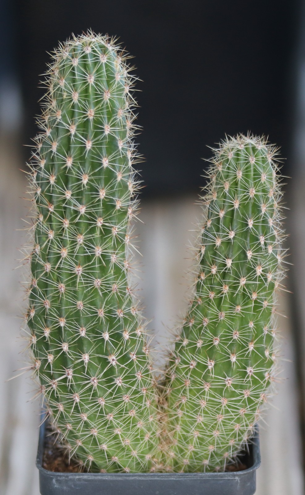 Echinopsis hybrid ‘Pooka’